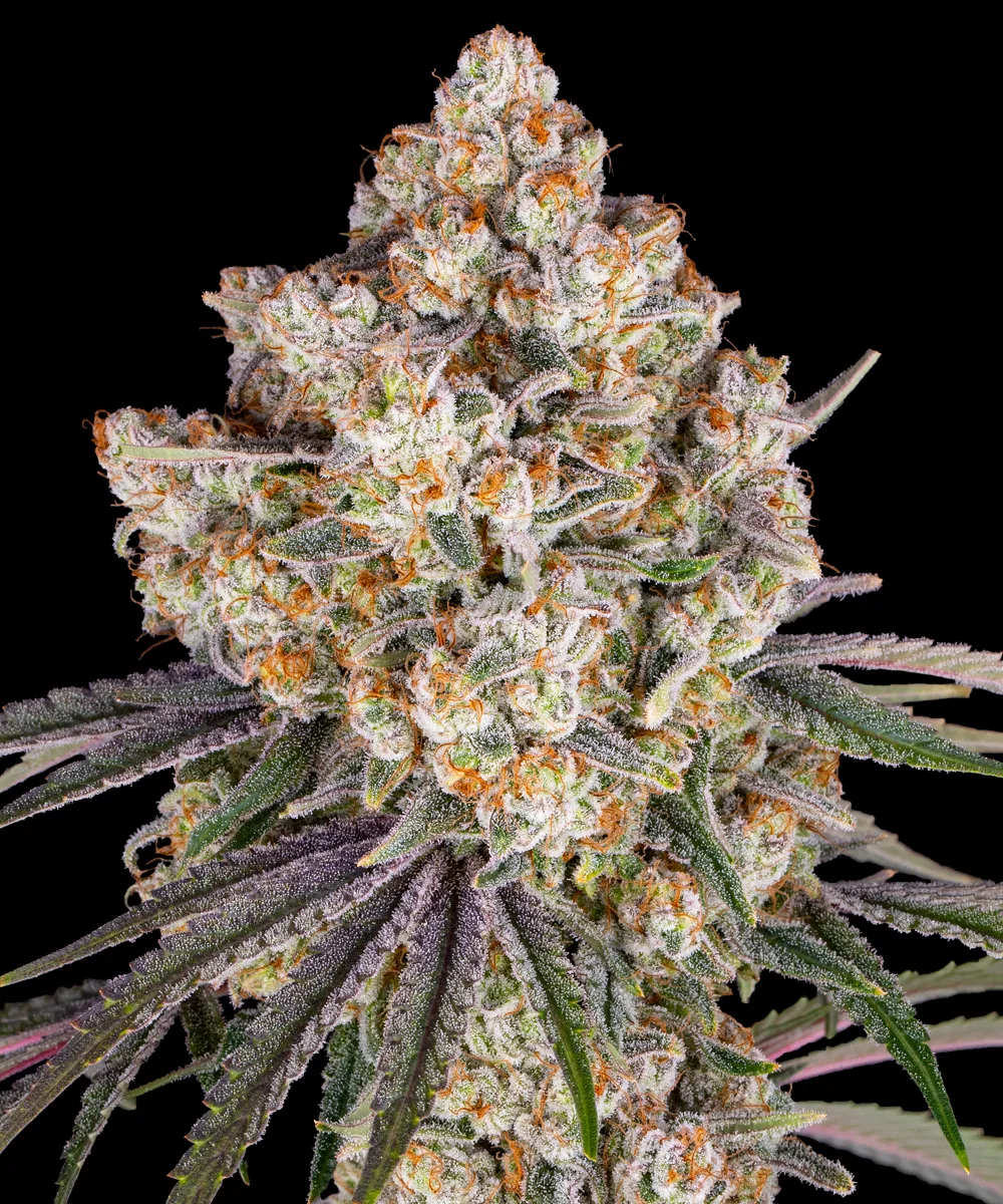 Ice Cream Cake – Barneys Farm – Feminized