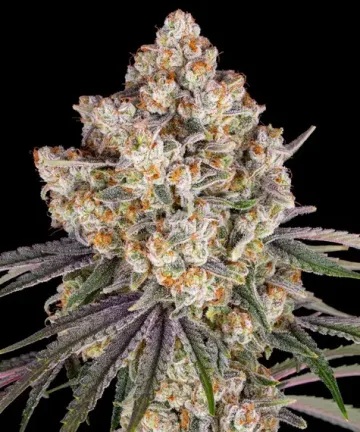 Ice Cream Cake – Barneys Farm – feminized