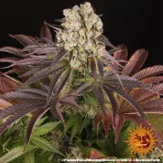 PURPLE PUNCH X LEMON DRIZZLE
