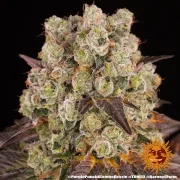 PURPLE PUNCH X LEMON DRIZZLE – Barneys Farm – Feminized