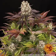 PURPLE PUNCH X LEMON DRIZZLE