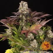 PURPLE PUNCH X LEMON DRIZZLE – Barneys Farm – Feminized