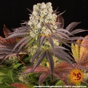 PURPLE PUNCH X LEMON DRIZZLE – Barneys Farm – Feminized