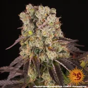 PURPLE PUNCH X LEMON DRIZZLE