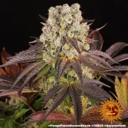 PURPLE PUNCH X LEMON DRIZZLE – Barneys Farm – Feminized