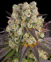 PURPLE PUNCH X LEMON DRIZZLE – Barneys Farm – Feminized