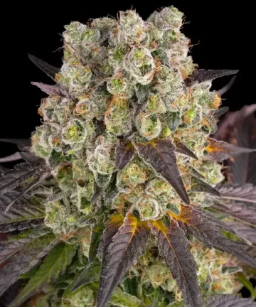 PURPLE PUNCH X LEMON DRIZZLE – Barneys Farm – feminized