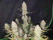 Tropicana Cookies Auto