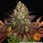Biscotti Strain