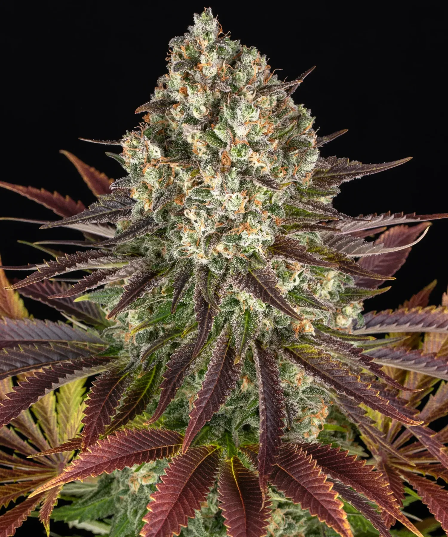 Biscotti Strain – Barneys Farm – Feminized