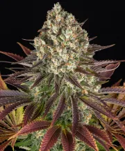 Biscotti Strain – Barneys Farm – Feminized
