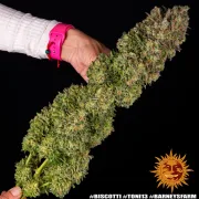 Biscotti Strain