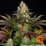 Biscotti Strain