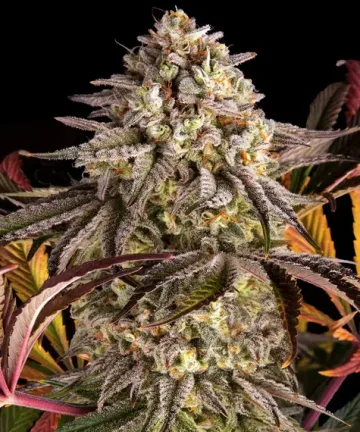 Blue Sunset Sherbert – Barneys Farm – feminized