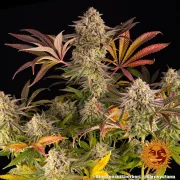 Blue Sunset Sherbert – Barneys Farm – Feminized