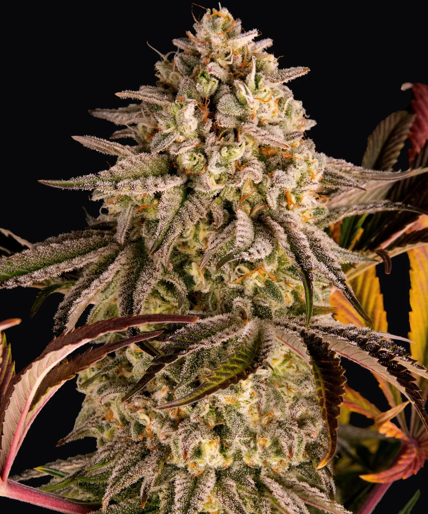 Blue Sunset Sherbert – Barneys Farm – Feminized