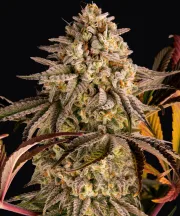 Blue Sunset Sherbert – Barneys Farm – Feminized