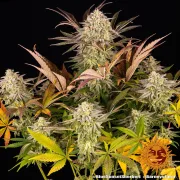 Blue Sunset Sherbert – Barneys Farm – Feminized