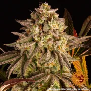 Blue Sunset Sherbert