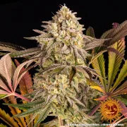 Blue Sunset Sherbert – Barneys Farm – Feminized