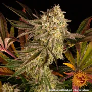 Blue Sunset Sherbert – Barneys Farm – Feminized