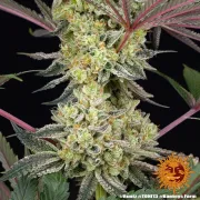 Runtz Strain