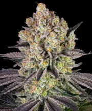 Runtz Strain – Barneys Farm – Feminized