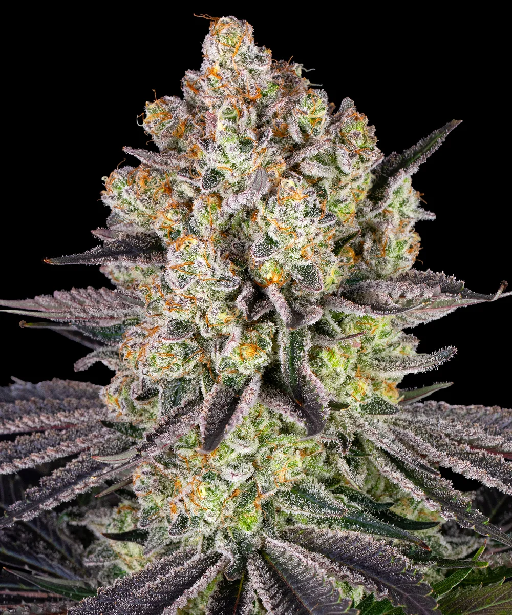 Runtz Strain – Barneys Farm – Feminized