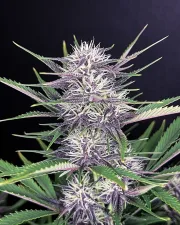 BANANA PURPLE PUNCH AUTO