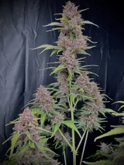 BANANA PURPLE PUNCH AUTO