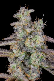BANANA PURPLE PUNCH AUTO