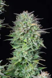 Kosher Cake Auto