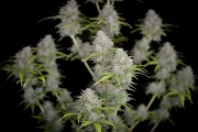 Orange Sherbet Auto