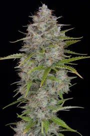 Orange Sherbet Auto
