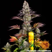 GELATO 45 – Barneys Farm – Feminized