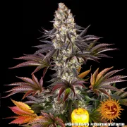 GELATO 45 – Barneys Farm – Feminized