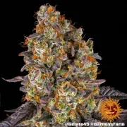 GELATO 45