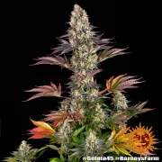 GELATO 45 – Barneys Farm – Feminized