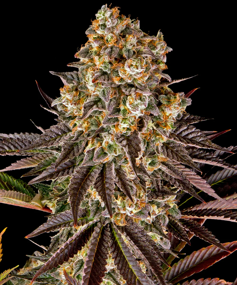 GELATO 45 – Barneys Farm – Feminized