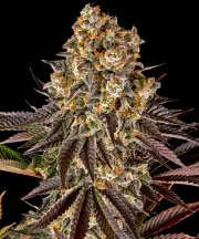 GELATO 45 – Barneys Farm – Feminized