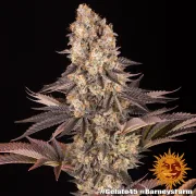 GELATO 45 – Barneys Farm – Feminized