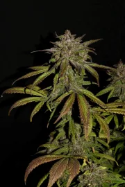 Smoothie Auto