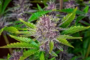 Purple Punch Auto