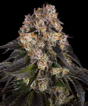 Girl Scout Cookies – Barneys Farm – feminized