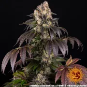 Girl Scout Cookies – Barneys Farm – Feminized