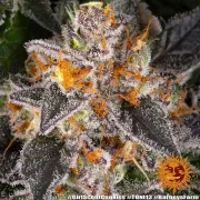 Girl Scout Cookies – Barneys Farm – Feminized