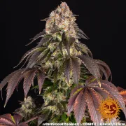 Girl Scout Cookies – Barneys Farm – Feminized