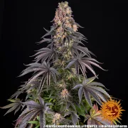 Girl Scout Cookies – Barneys Farm – Feminized