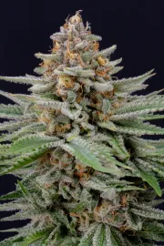 Strawberry Pie Auto