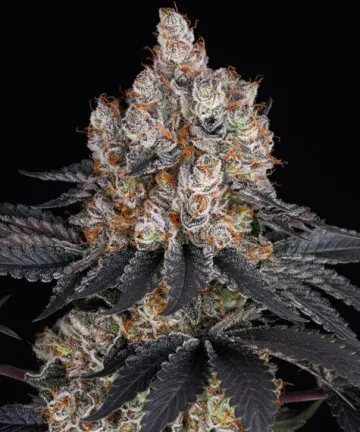 GELATO STRAIN – Barneys Farm – feminized